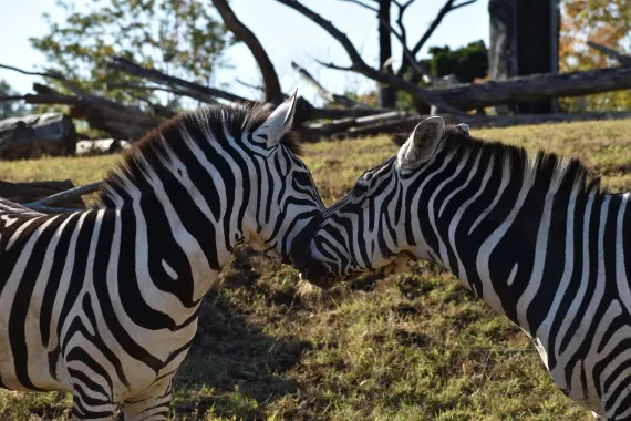 Kasyno Sticky Wilds Wsparcie